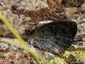 Erebia graucasica (Kafkas Güzelesmeri)